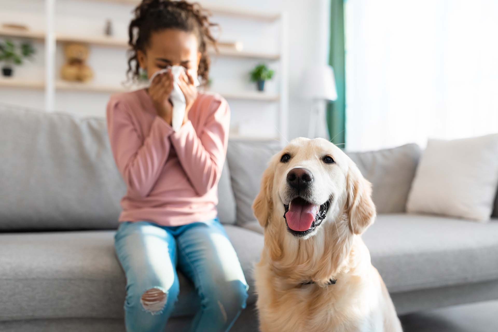 7 Ways to Reduce Pet Dander in Your Home Allermi