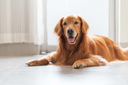 are golden retrievers hypoallergenic