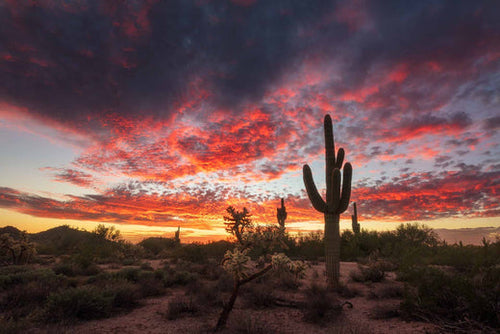 allergy season in arizona