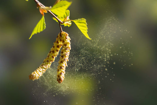 birch pollen in pollen season