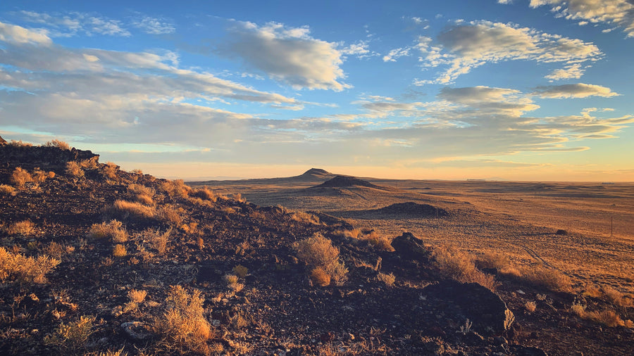 Allergy Season in New Mexico: Allergens By Region + Symptoms & Treatment (2024)