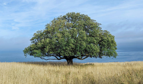 Oak Tree Allergies: Symptoms, Prevention, And Relief Strategies