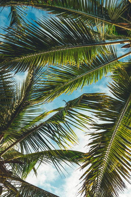 Palm Tree Allergies: Symptoms, Prevention, And Relief Strategies