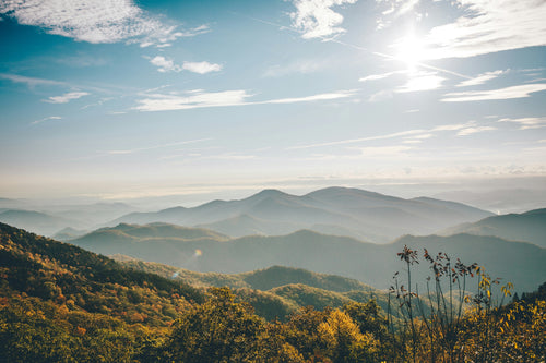 Allergy Season In North Carolina: Allergens By Region + Symptoms & Treatment (2024)